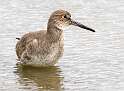 260: Willet-1