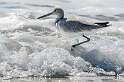 261: Willet-2