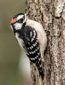 266: Woodpecker – Downy-1