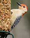 267: Woodpecker – Red-bellied-1