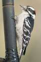 262: Woodpecker - Hair-1
