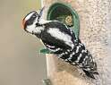 263: Woodpecker - Hairy-2
