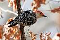 264: Woodpecker - Red-bellied M2 male