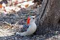 265: Woodpecker - Red-bellied M4 female