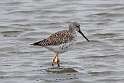 269: Yellowlegs - Greater M3