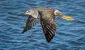 270: Yellowlegs - Greater-1
