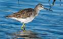 271: Yellowlegs - Greater-2