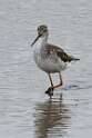 272: Yellowlegs - Lesser M1