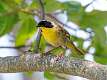 379: Yellowthroat - Common M1
